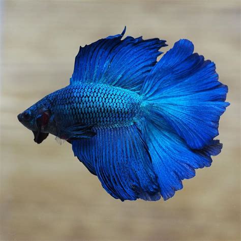 peixe betta azul-1